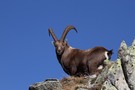 Steinbock