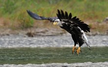 Weisskopf Seeadler Take off