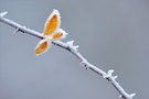 - Herbst im Zuckerguss -