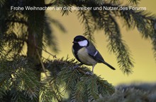 Kohlmeise im Weihnachtsbaum