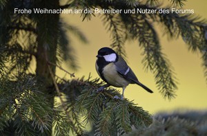 Kohlmeise im Weihnachtsbaum