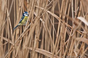 Farbtupfer im Schilf