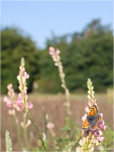 Kleiner Feuerfalter - Lycaena phlaeas