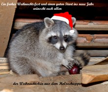 Weihnachtsbär