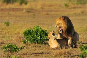 Mating Lions