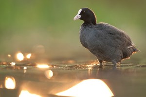 Blässhuhn (Fulica atra)