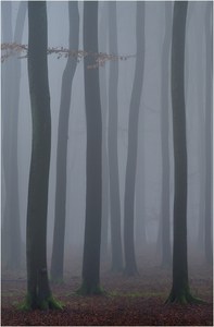 Seeeehr nebelig