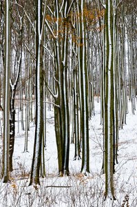 Wald im Jugendstil