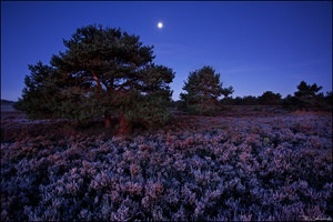 Heide bei Nacht