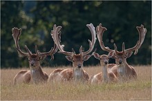 Gruppenbild mit Dame