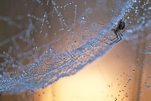 ~ Unter'm Dach der Baldachinspinne ~