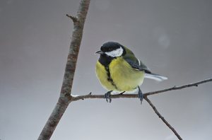 Kohlmeise mit "Darwin"-Schnabel