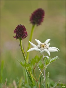 Königin der Alpenblumen