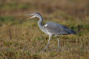 Graureiher bei der Jagd