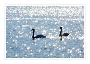 Schwäne im funkelnden Wasser