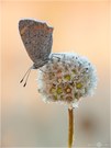 Kleiner Feuerfalter - Lycaena phlaeas