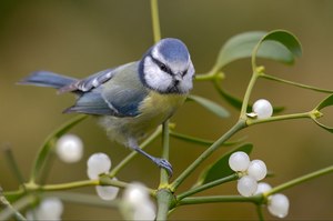 Die ( fast ) "zu uns schauende" BLaumeise...