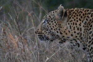 The hour of the leopard - die Stunde des Leoparden