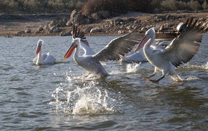 Pelikane am Kerkini - See