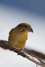 Fichtenkreuzschnabel adult Weibchen