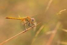 Frühe Heidelibelle ( Sympetrum fonscolombii) im Ambiente...