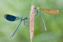 Gebänderte Prachtlibellen m/w  (calopteryx splendens)