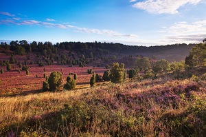 Totengrund, Lüneburger Heide