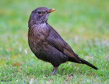 Turdus merula *