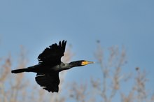 Kormoran