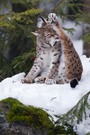 Eurasischer Luchs (Lynx lynx) bei der Körperpflege
