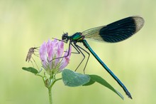 Gebänderte Prachtlibelle (m)  (calopteryx splendens) mit Stechmücke (Aedes sp.)