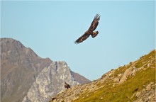 Steinadler  "Aquila Chrysaetos"