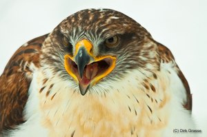 Koenigsraufussbussard - Buteo regalis