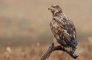 Seeadler Jungtier