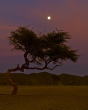 Vollmond in der arabischen Wüste,