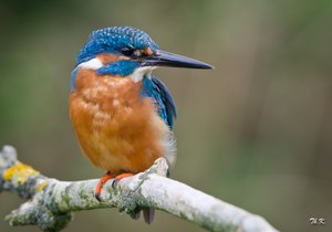 Eisvogel