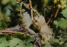 Ziesel im Weinstock