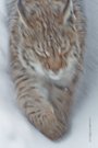 luchs