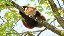 Nickerchen im Baum