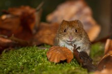 Rötelmaus / Myodes glareolus / Bank Vole