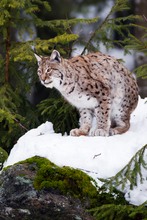 Eurasischer Luchs (Lynx lynx)