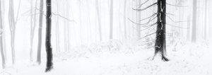 Winterwald