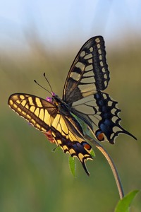 Flug über die Sommerwiese