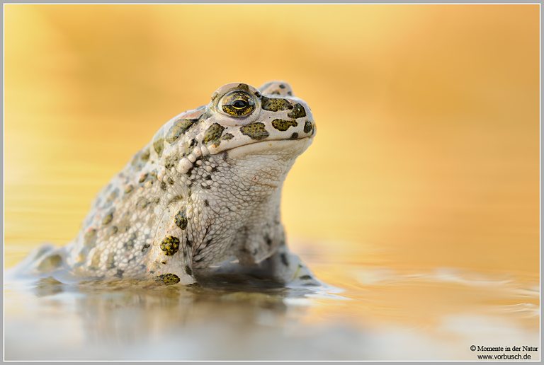 Wechselkröte (Bufo viridis)