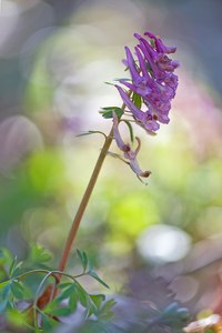 magie de printemps