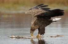 Seeadler beim Fressen