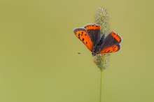 Lycaena phleas