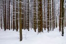 verschneiter Fichtenwald