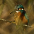 eisvogel