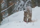 luchs